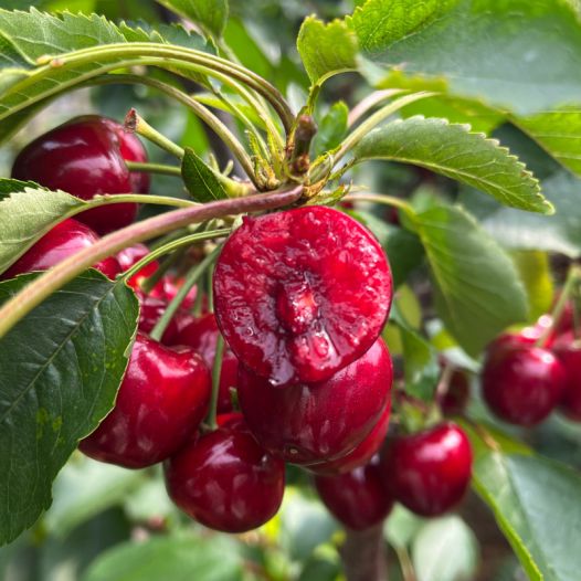 公鸡打鸣,母鸡下蛋