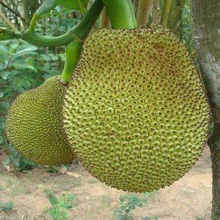 兔八哥之兔子快跑